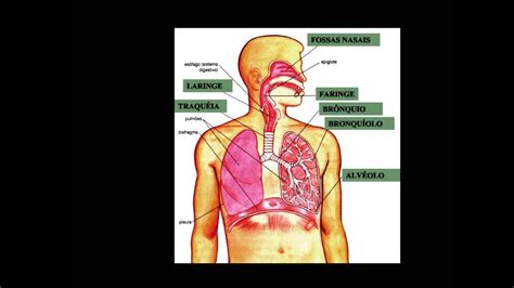 Videoaula sobre Sistema respiratório   YouTube