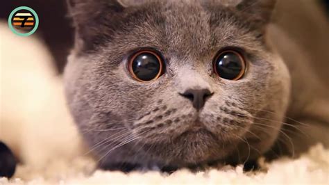 Vídeos de GATOS de RISA 2021  Videos de risa de gatos ...