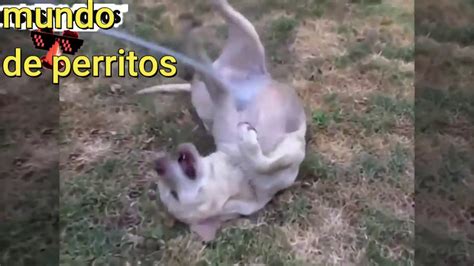 videos de perritos chistosos   YouTube