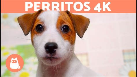VÍDEOS DE PERROS 4K   Perros BONITOS UltraHD   YouTube