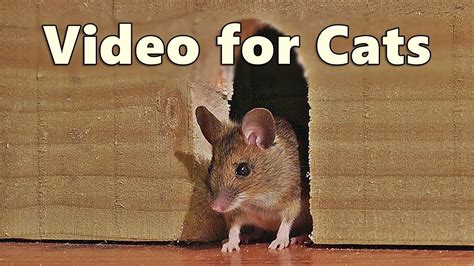 Videos for Cats ~ Mouse in The House  A Video for Cats to Watch Mice  ...