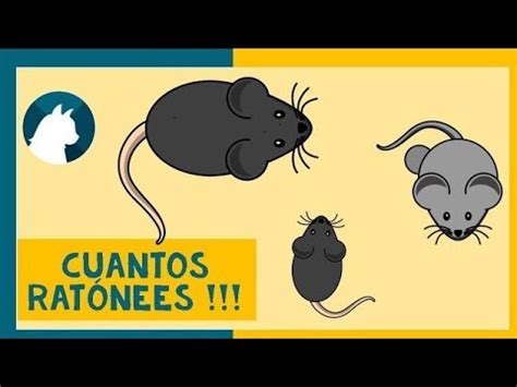 VIDEOS para GATOS de ratones  NUEVO !!   Juegos para GATOS de ...