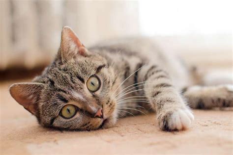 Vídeos para gatos: Los 5 más curiosos y divertidos para ellos | FeelCats