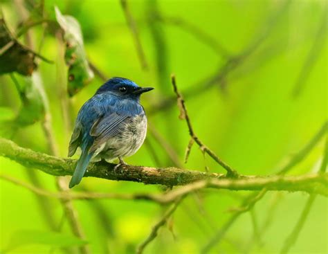Vietnam Bird News: Spring passerine migration has started!