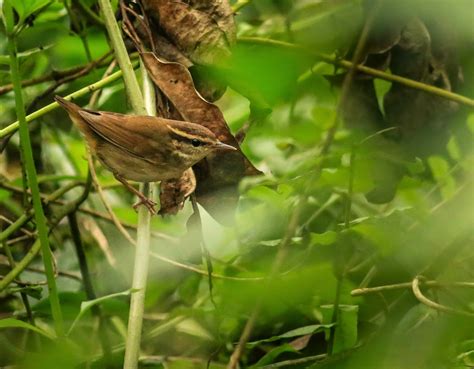 Vietnam Bird News: Spring passerine migration has started!