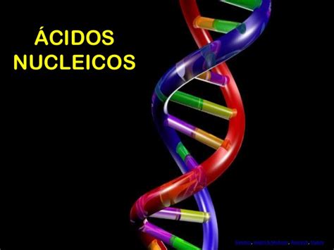 View Acidos Nucleicos Dibujos most complete   Informacion tribun