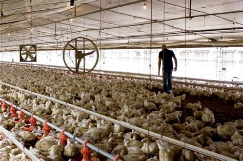 Vigilancia y control de salmonellas en granjas de pollos parrilleros y ...