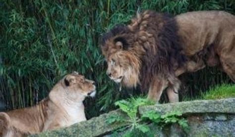 Vigo excarcelará animales del zoo para convertirlo en un aula de naturaleza