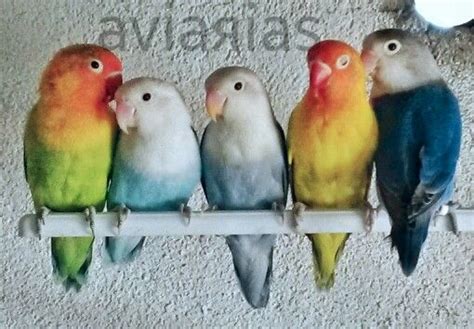 Villa del Prado | African lovebirds, Parakeet, Love birds
