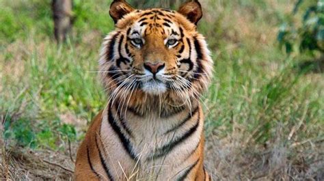 Villagers slaughter adult tiger in Pilibhit, no arrests ...