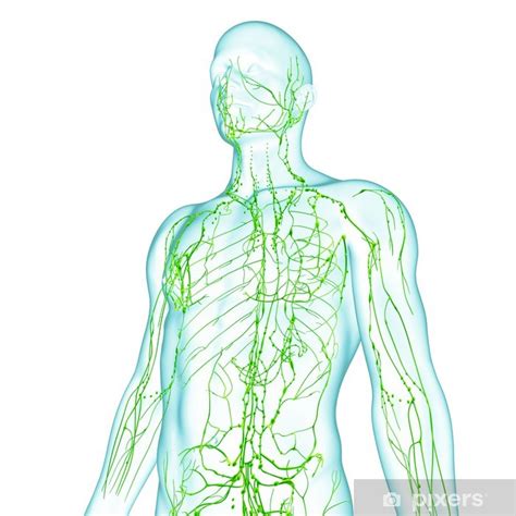 Vinilo Pixerstick Anatomía del sistema linfático macho ...