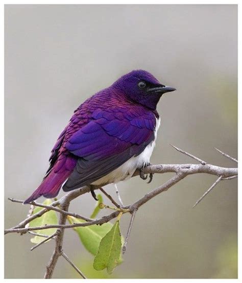 violet finch? | Fascinating Birds | Pinterest | Design ...