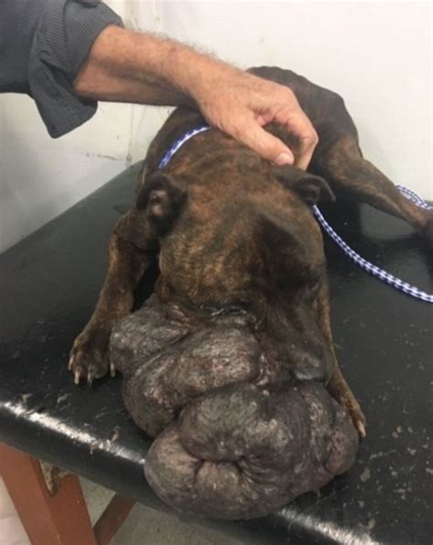 VIRAL: Perro con enorme tumor en la cara es dormido por ...
