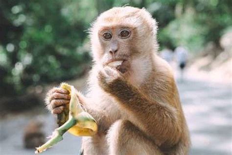 VIRAL: Sorprendente foto de monos sentados en un “perfecto ...