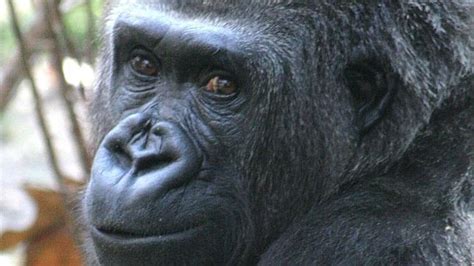 Virunga, la hija del emblemático gorila albino Copito de ...