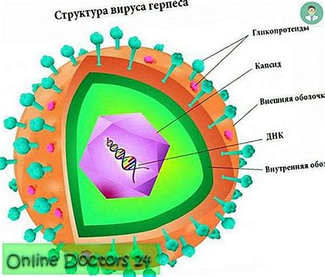 Virus de ADN. Etapas de la reproducción de virus que contienen ADN ...
