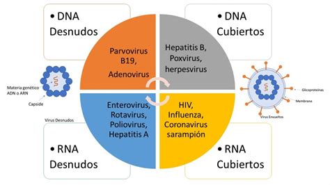 Virus: Desde el principio. II Parte   Laboratios Inmunotec