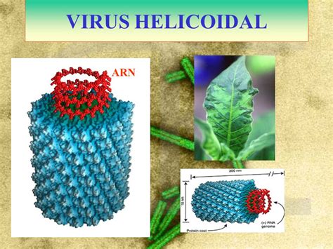 VIRUS HELICOIDAL ARN | SolosEjemplos.Com