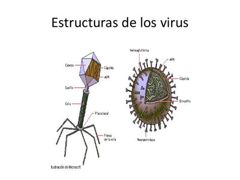Virus  Morfología,Componentes y Replicación .
