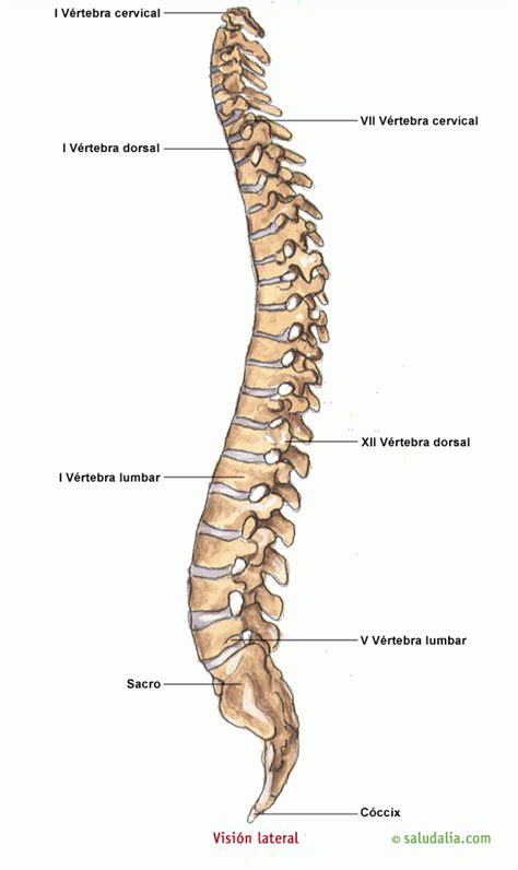 Visión lateral de la columna vertebral | Esqueleto humano ...