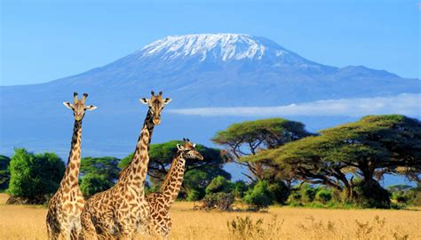 Visit Kenya