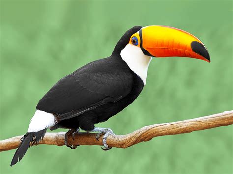Visit the peruvian #amazon and enjoy the #tucano, beautiful bird whose ...