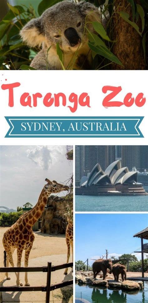 Visit your favorite animals at Taronga Zoo in Sydney, Australia ...
