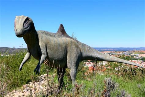 Visita al Museo Paleontológico de Cuenca  con imágenes ...