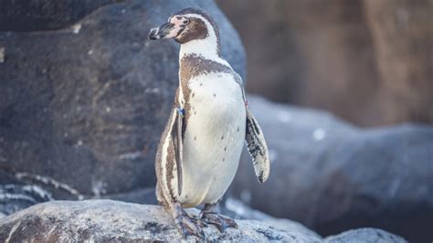 Visita Animales con escama, pelos y plumas | Zoo Barcelona