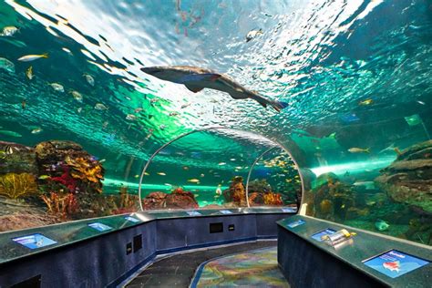 Visita el acuario más grande del mundo con la visa Canadá ...