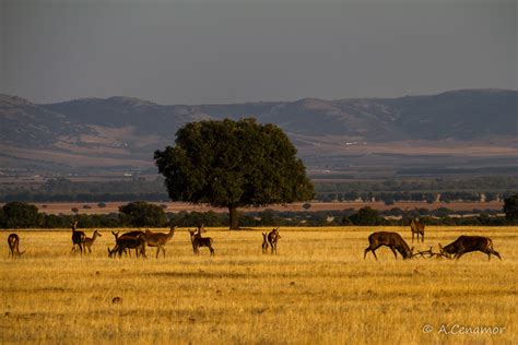 Visita el Parque Nacional de Cabañeros :: www ...