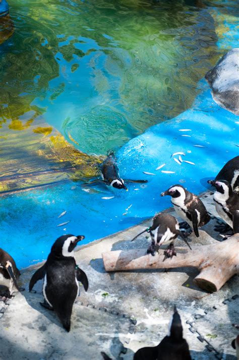 Visitar el Zoo Aquarium de Madrid   Ahoramadrid.com