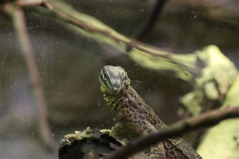 Visitar el Zoo de Madrid