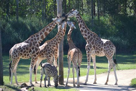 Visiting Australia Zoo With Young Children