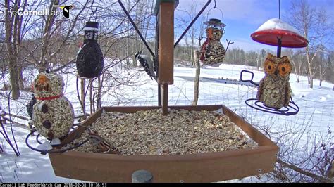 Visitors Come And Go At Cornell Feeders – Feb 8, 2018 ...