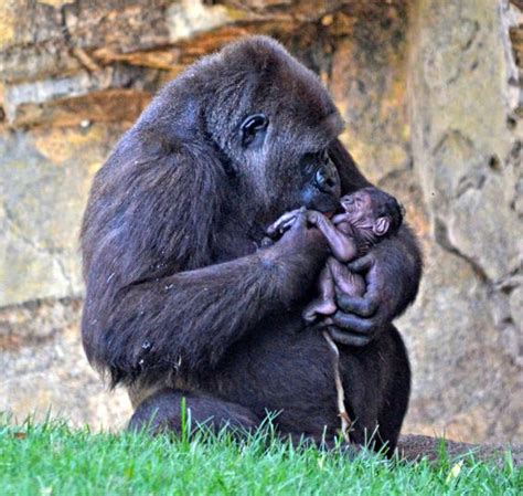 Visitors watched the birth of this baby Gorilla at BIOPARC ...