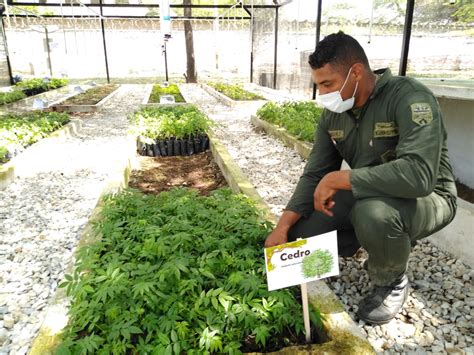 Vivero bioclimático en el Batallón Córdova producirá anualmente 90 mil ...