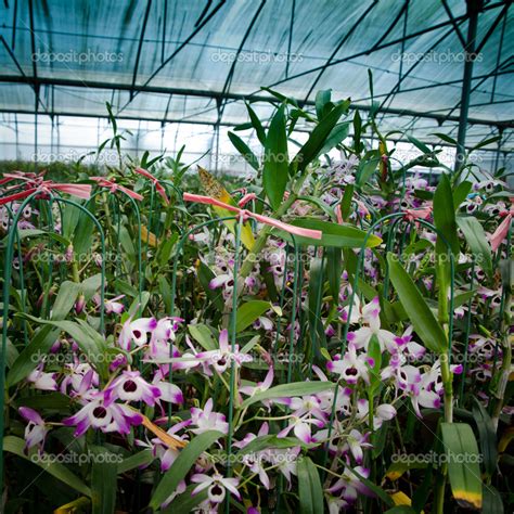 Vivero de orquídeas Phalaenopsis casa verde — Fotos de Stock ...