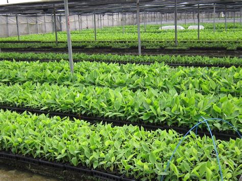 Vivero de plantas busca revertir déficit de áreas verdes en Jalisco ...