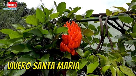 Vivero de plantas exóticas en El Salvador | Vivero Santa Maria ...
