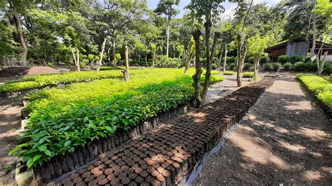 Vivero Forestal Bosque Cerro Blanco