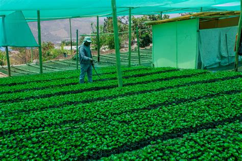 VIVERO MUNICIPAL PRODUCE MÁS DE 120 MIL PLANTONES DE CAFÉ, PINO Y ...