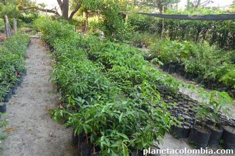 Vivero nascua árboles maderas finas: teléfono Cra 19 # 70 35 Barrio ...