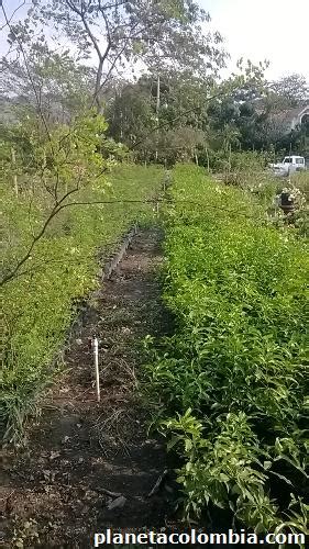 Vivero nascua árboles maderas finas: teléfono Cra 19 # 70 35 Barrio ...