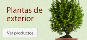Viveros Shangai Madrid compra Plantas y flores de interior ...