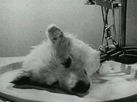 Vladimir Demikhov y el experimento que creó un perro de 2 cabezas ...