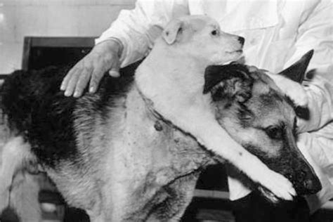 Vladimir Demikhov y el experimento que creó un perro de 2 cabezas ...