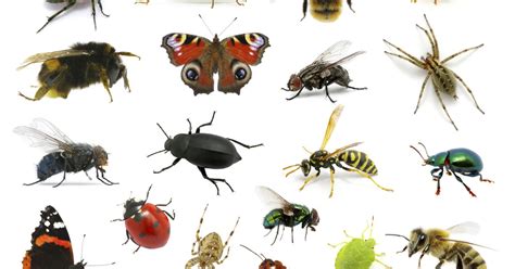 Vocabolario illustrato :: Gli insetti