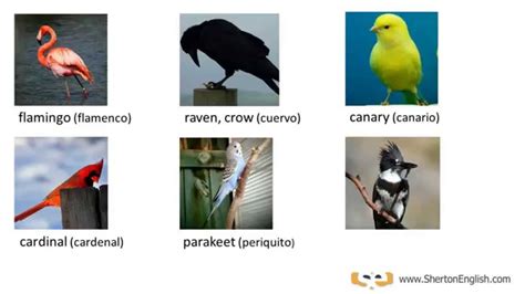 Vocabulario Inglés: Aves y Pájaros  Birds    YouTube