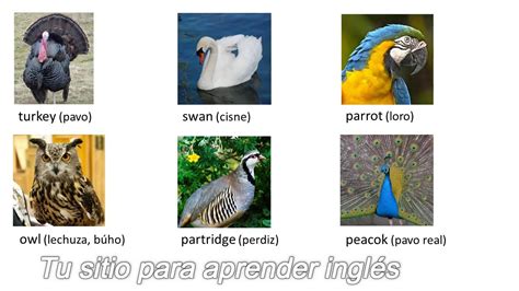 Vocabulario Inglés Aves y Pájaros   YouTube